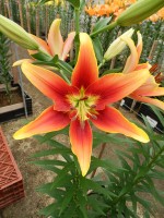 [5135 Kaveri Mak18 No02.JPG]